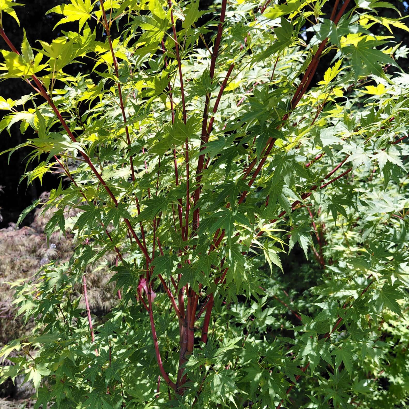 Acer palmatum ‘Sango kaku’ (Coral Bark Japanese Maple)