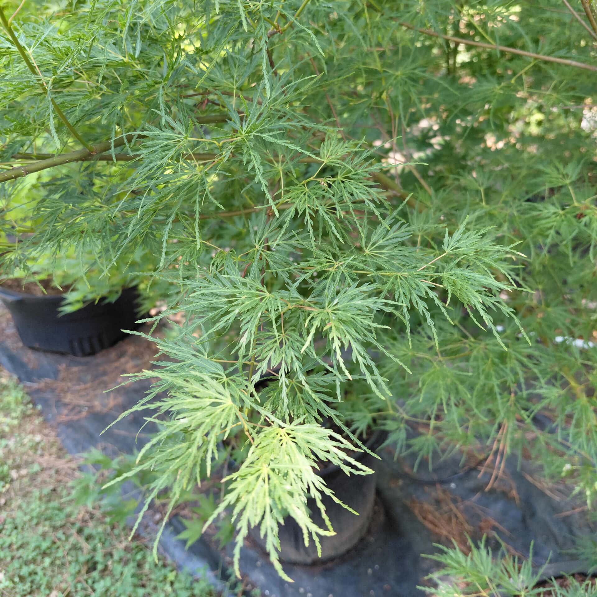 Acer palmatum var. dissectum ‘Seiryu’ (Laceleaf Japanese Maple)