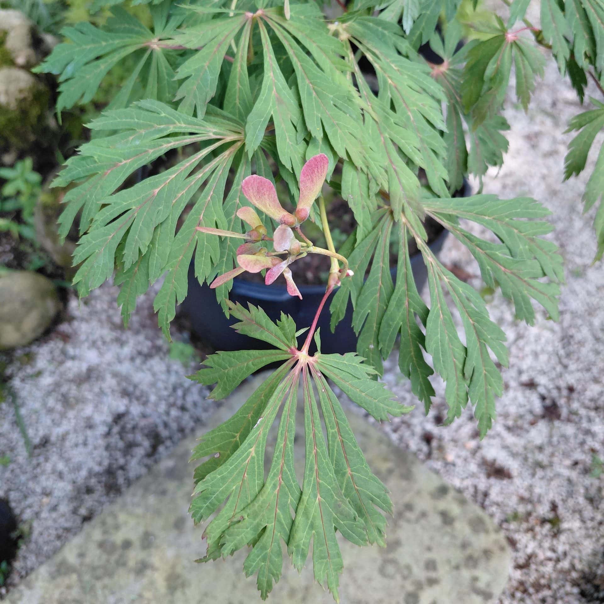 Acer japonicum ‘Aconitifolium’ (Fern Leaf Full Moon Maple)