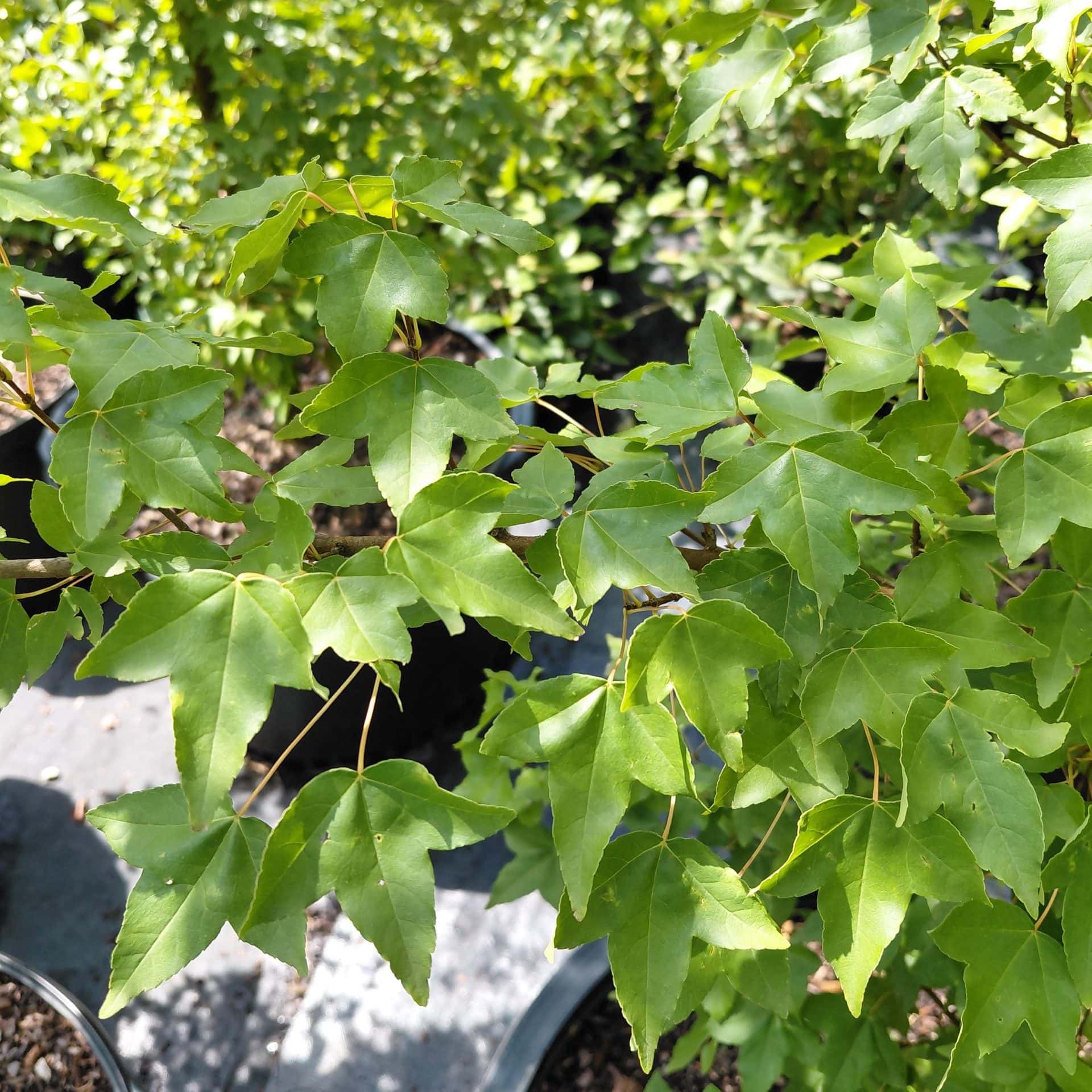 Acer buergerianum (Trident Maple)