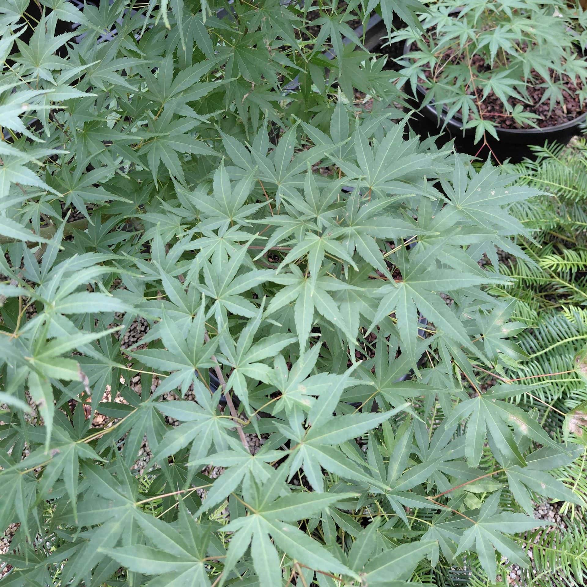 Acer palmatum ‘Nishiki gawa’ (Japanese Maple)