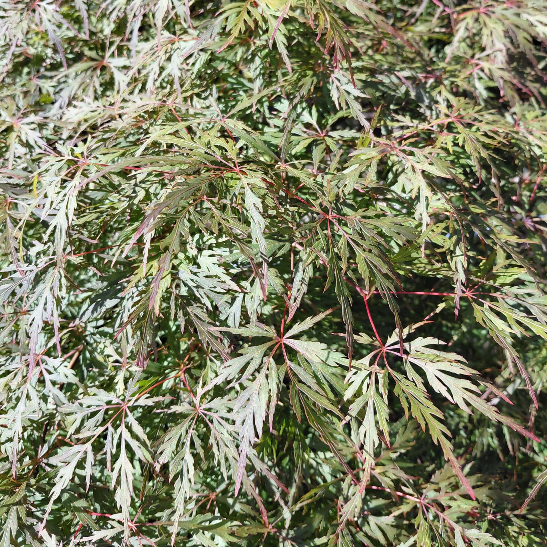 Acer palmatum var. dissectum ‘Orangeola’ (Laceleaf Japanese Maple)