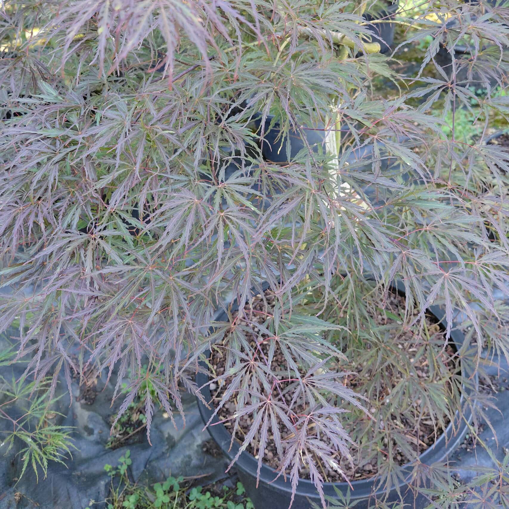 Acer palmatum var. dissectum ‘Tamukeyama’ (Laceleaf Japanese Maple)