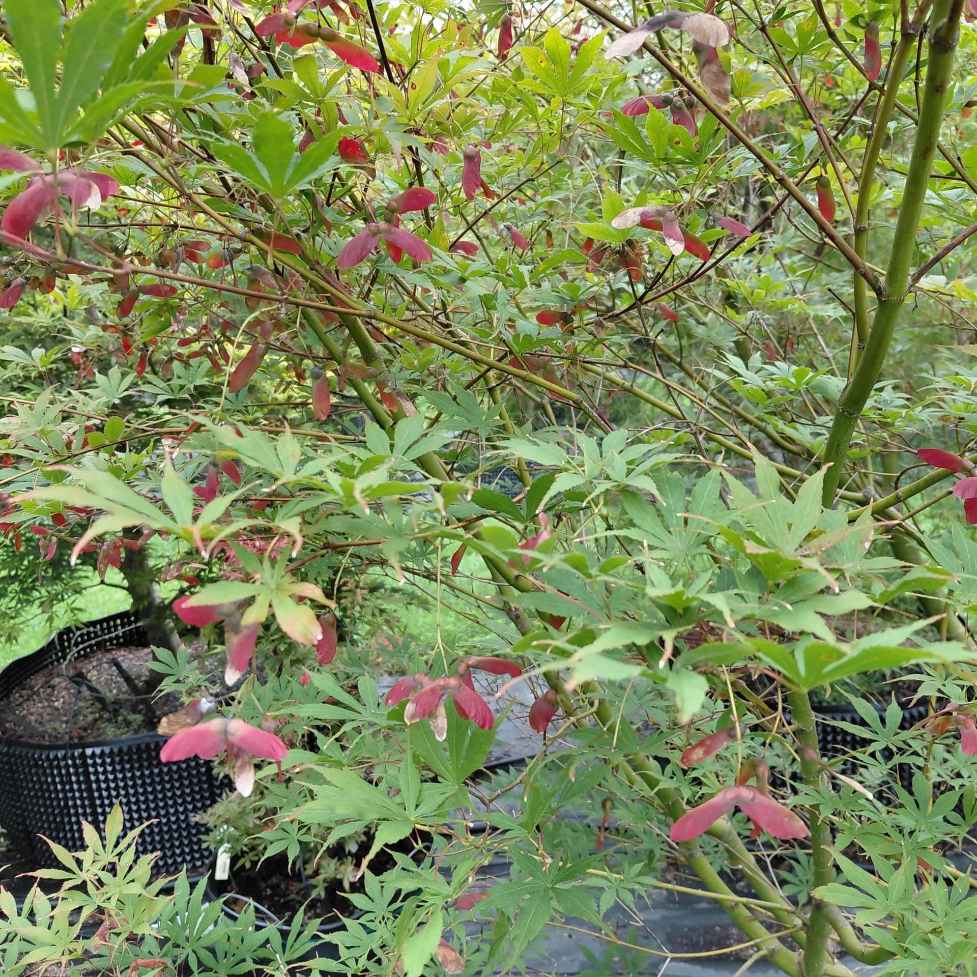 Acer palmatum ‘Suminagashi’ (Japanese Maple)