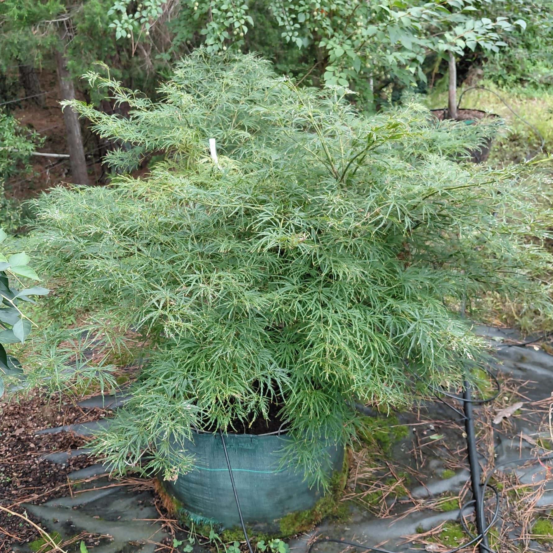 Acer palmatum var. dissectum ‘Viridis’ (Laceleaf Japanese Maple)
