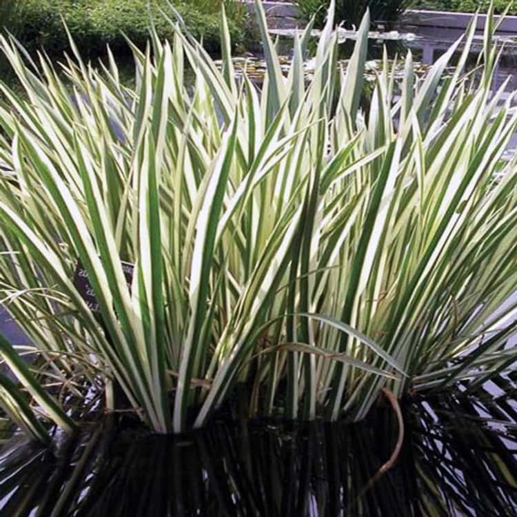 Acorus gramineus ‘Variegatus’ (Variegated Sweet Flag)
