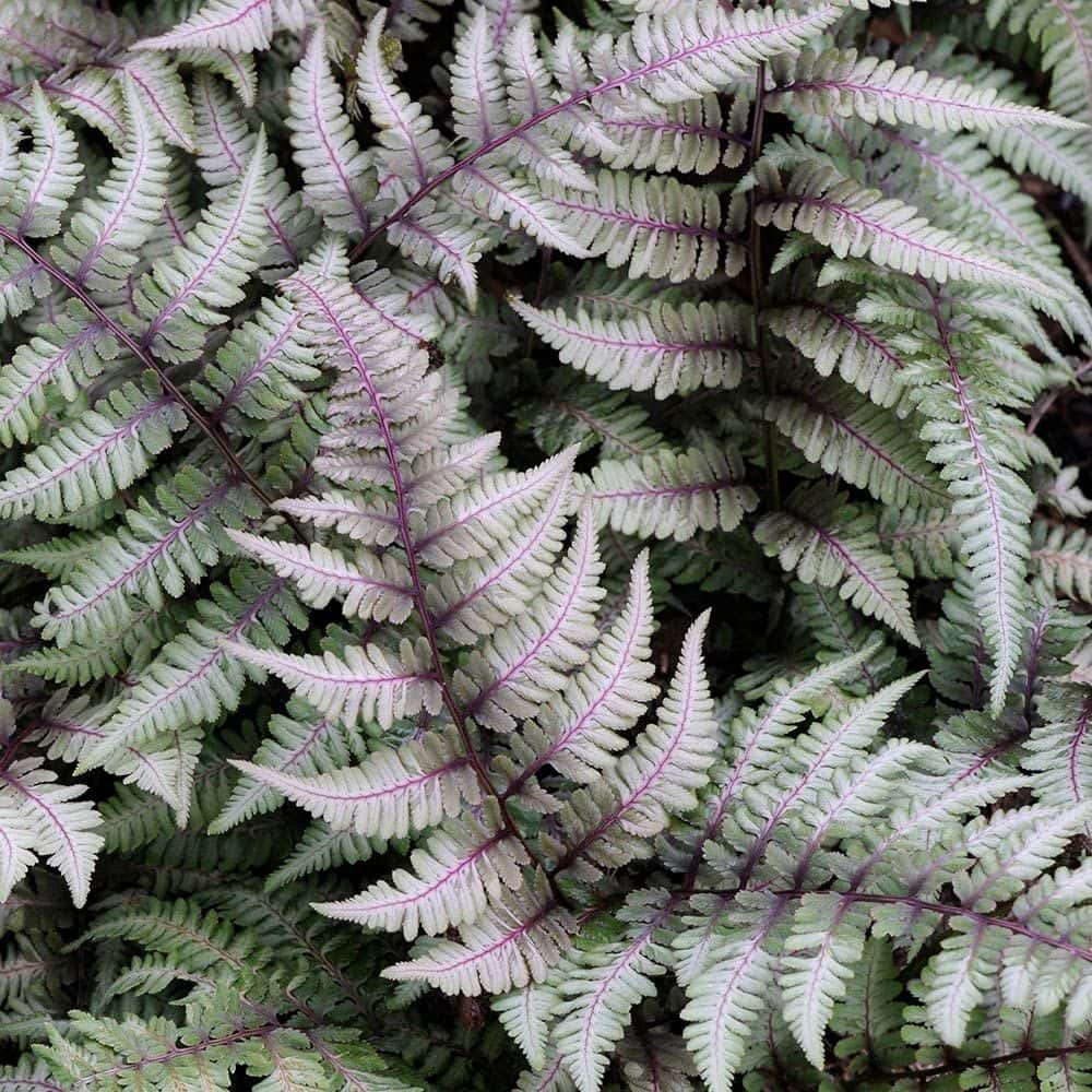 Athyrium niponicum var. pictum (Japanese Painted Fern)