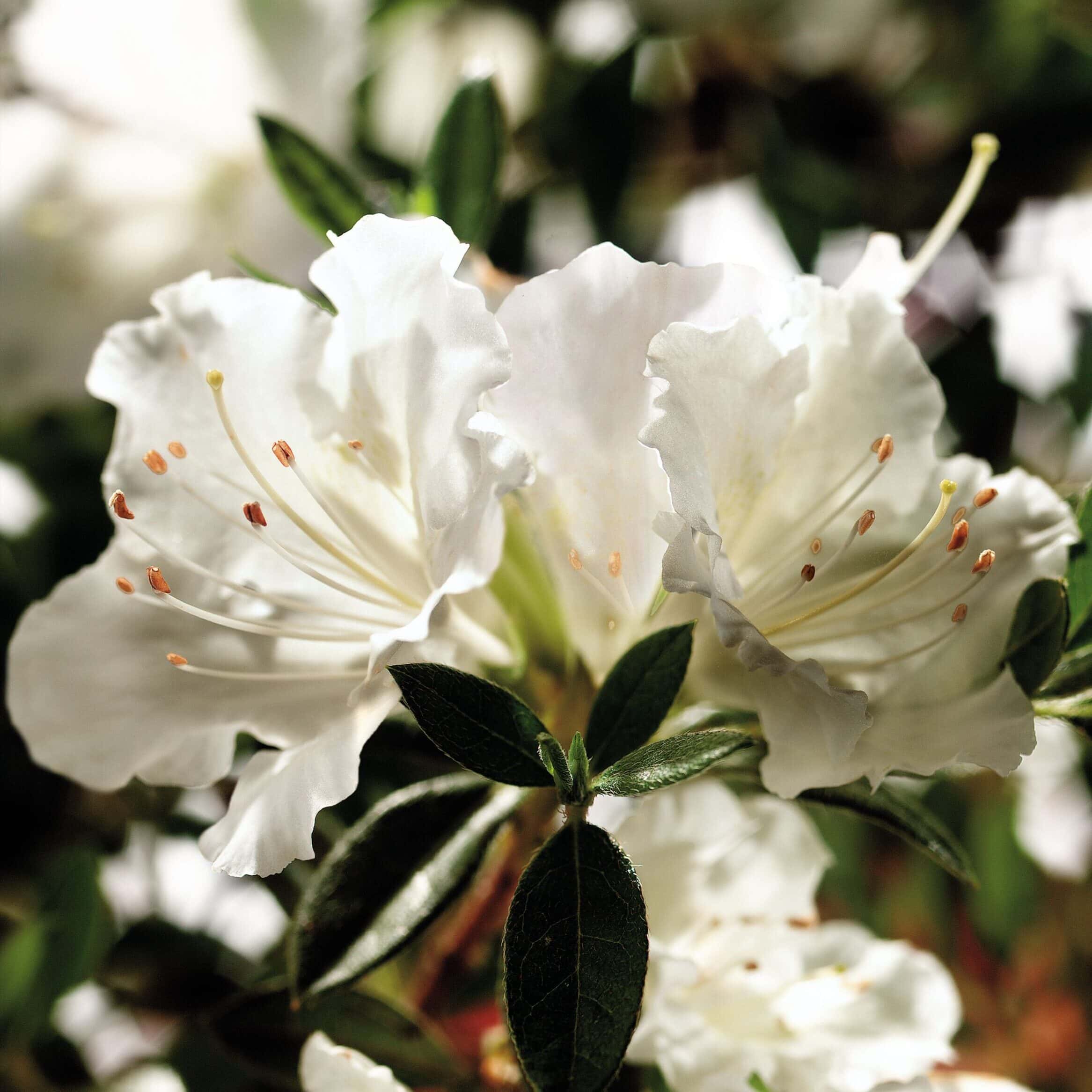 Azalea ‘Robleg’ Encore® Autumn Angel®