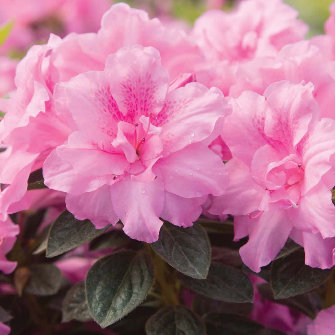 Azalea ‘Roblec’ Encore® Autumn Carnation®