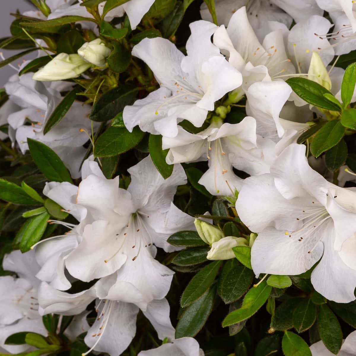 Azalea ‘Roblev’ Encore® Autumn Ivory®