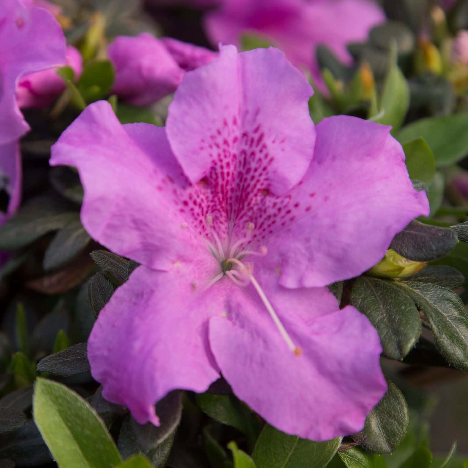 Azalea ‘Robles’ Encore® Autumn Lilac®