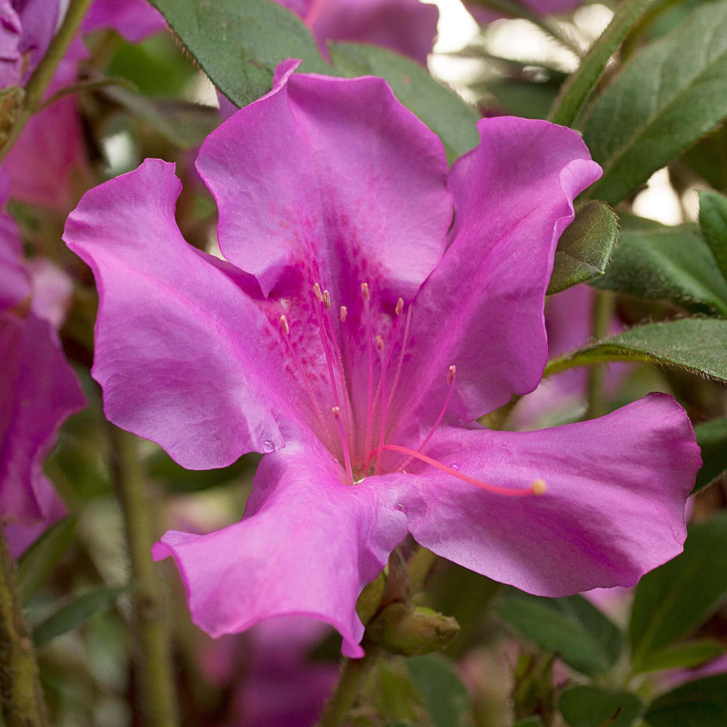Azalea ‘Conlec’ Encore® Autumn Royalty®