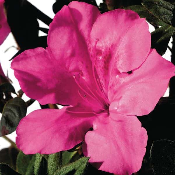 Azalea ‘Roblee’ Encore® Autumn Sangria®