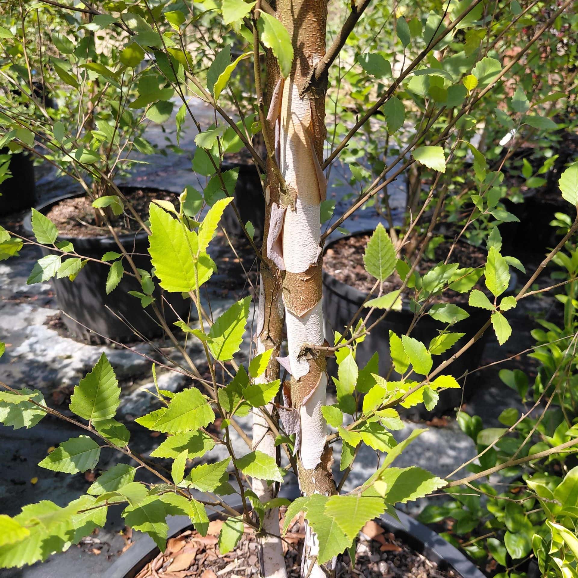 Betula nigra ‘DuraHeat’ (River Birch)