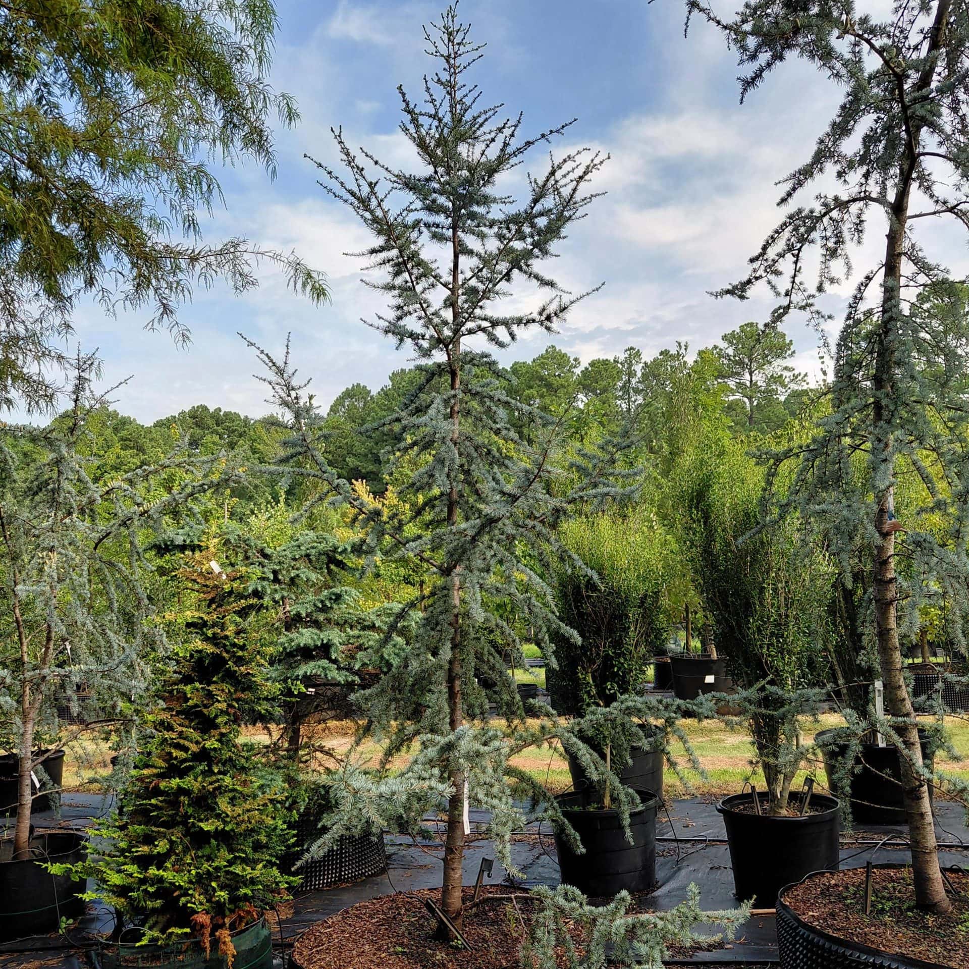 Cedrus atlantica ‘Glauca’ (Blue Atlas Cedar)