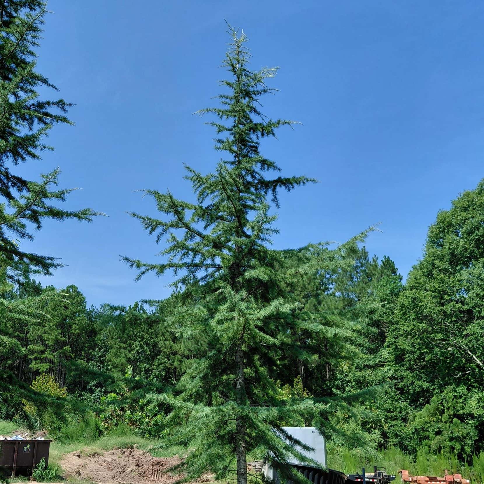 Cedrus deodara (Deodar Cedar)