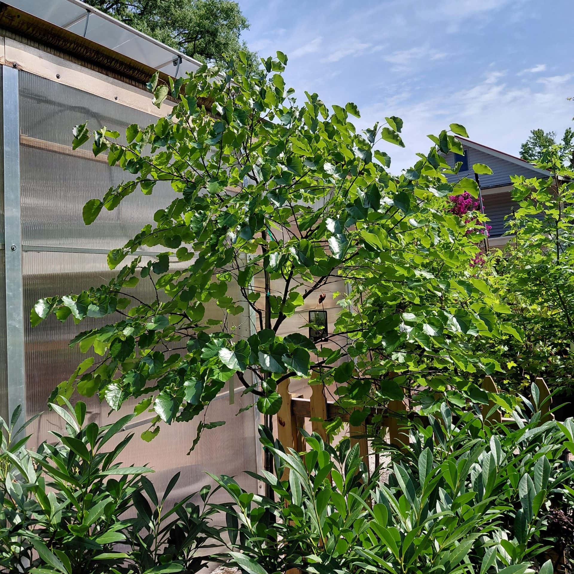 Cercis canadensis var. texensis ‘Oklahoma’ (Redbud)