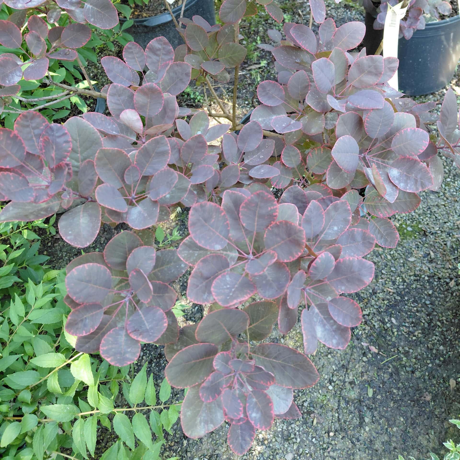 Cotinus coggygria ‘Royal Purple’ (Smoketree)