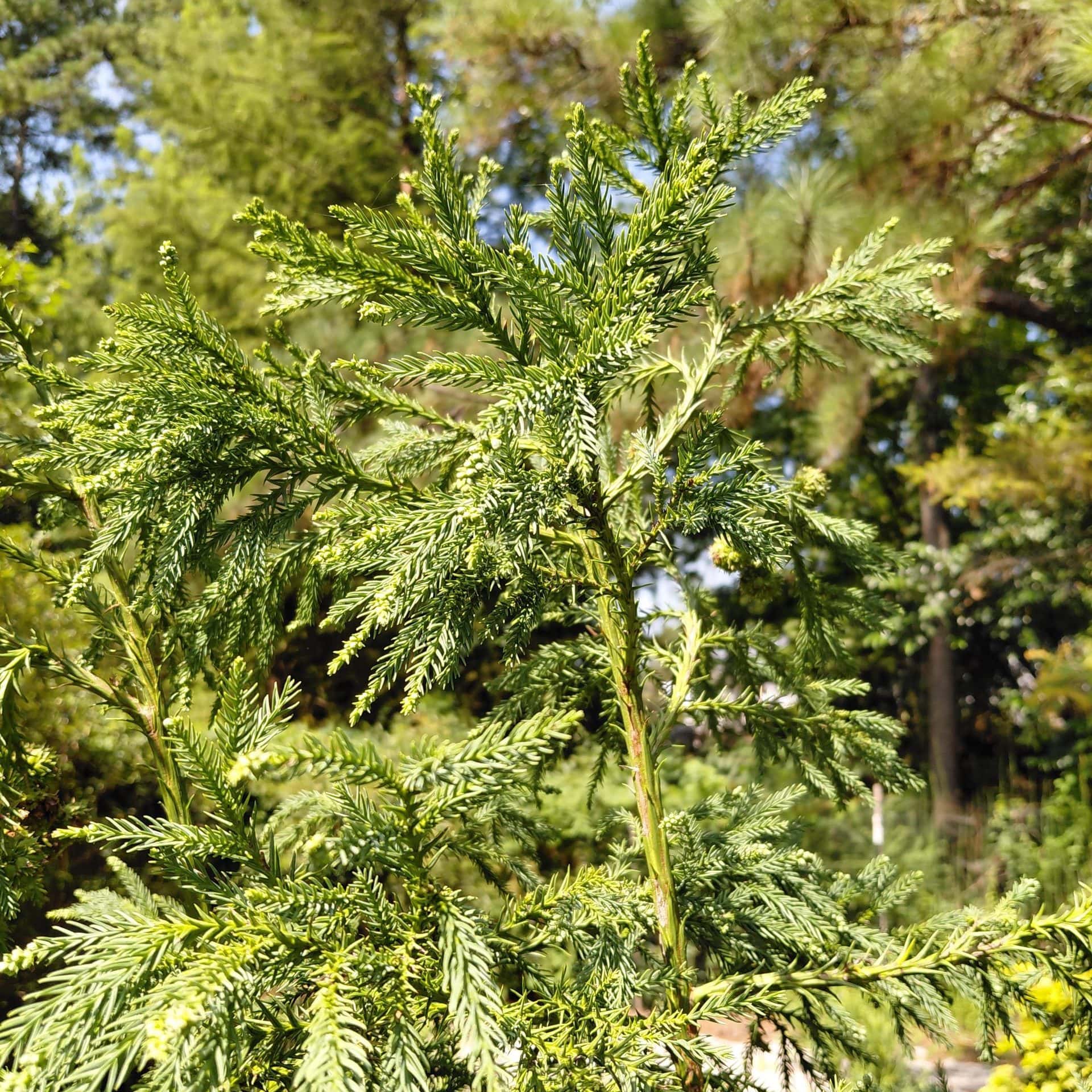Cryptomeria japonica ‘Sekkan’ (Japanese Cedar)