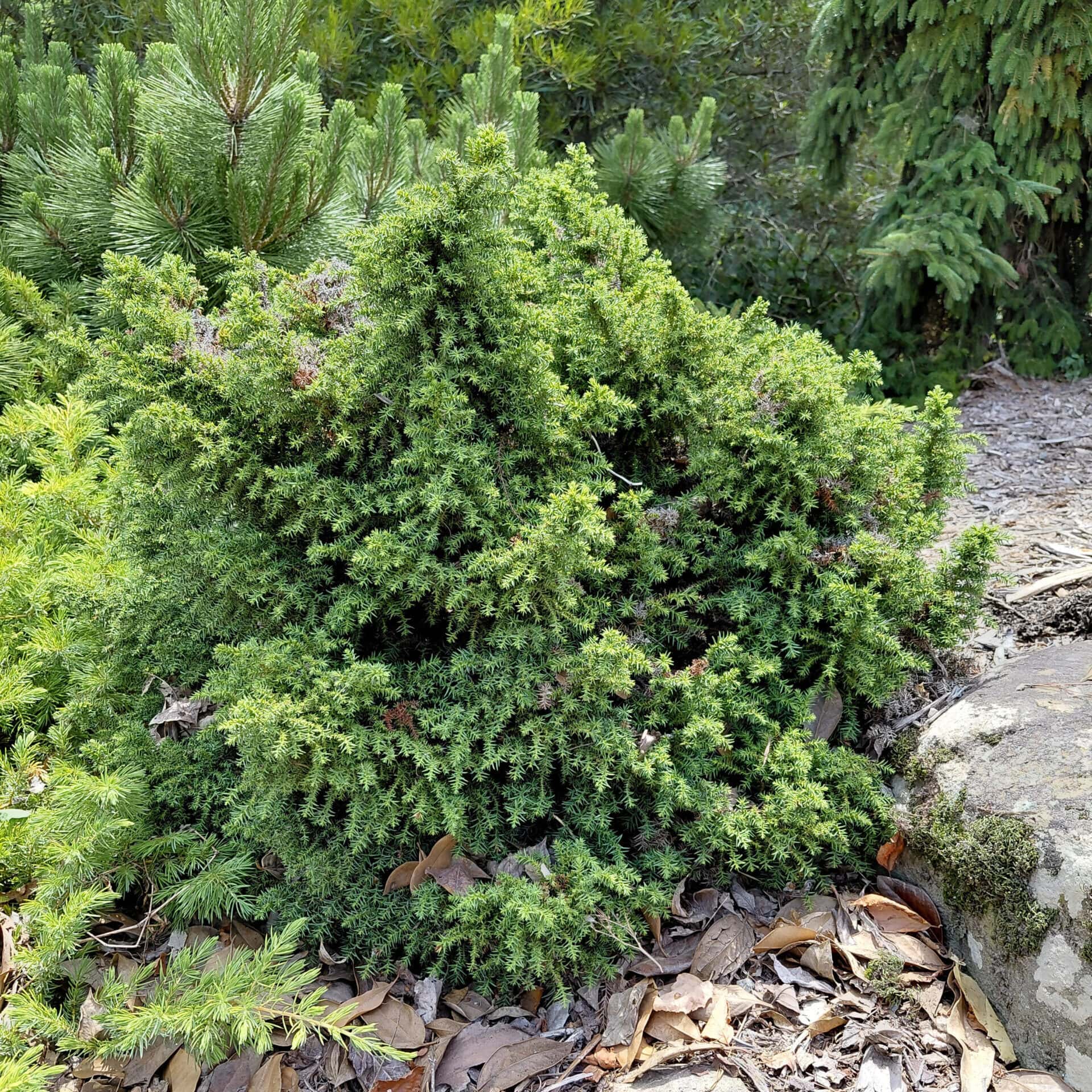 Cryptomeria japonica ‘Tansu’ (Japanese Cedar)