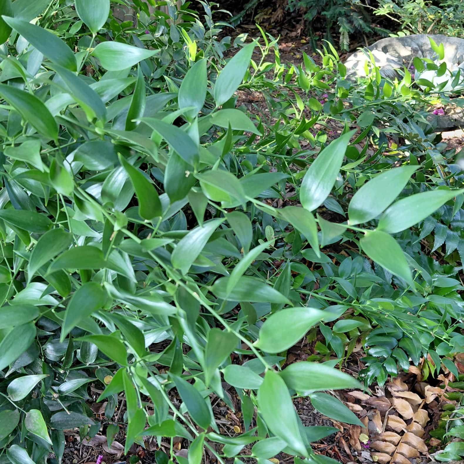Danae racemosa (Poet’s Laurel)