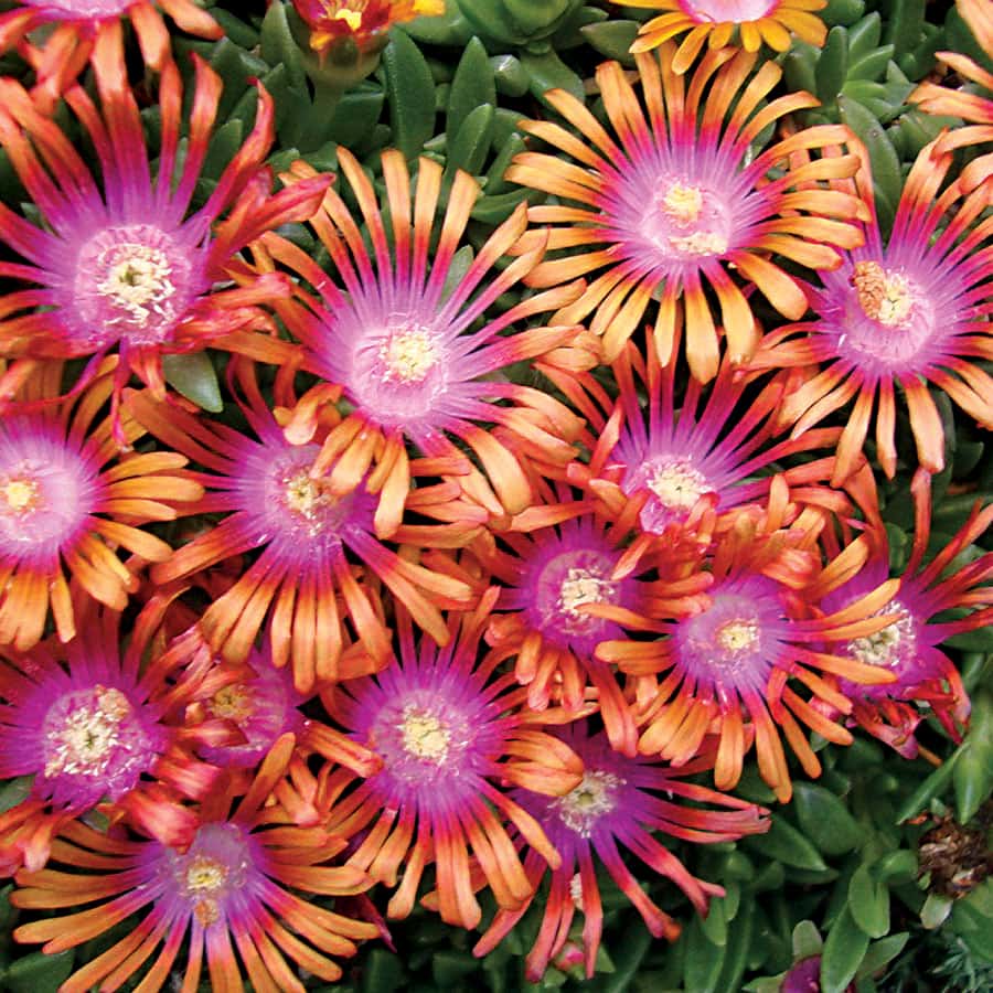 Delosperma ‘Fire Spinner’ (Ice Plant)