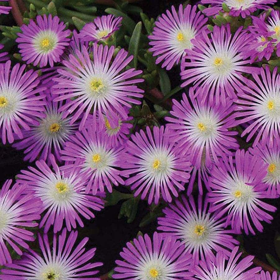 Delosperma  Wheels of Wonder® Violet Wonder (Ice Plant)