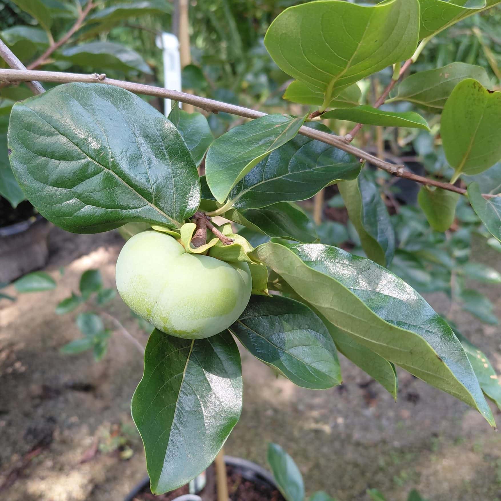 Diospyros kaki ‘Fuyu’ (Persimmon)