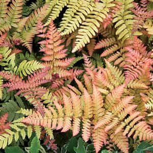 Dryopteris erythrosora ‘Brilliance’ (Autumn Fern)