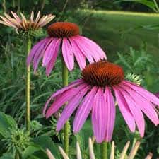 Echinacea purpurea (Coneflower)