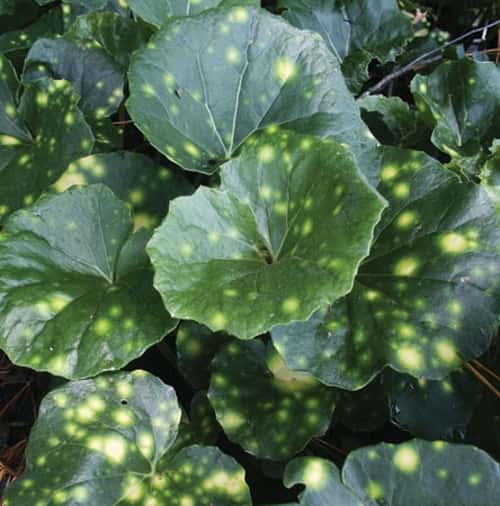 Farfugium japonicum  ‘Aureomaculatum’ (Spotted Leopard Plant)