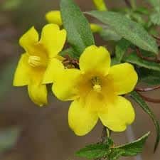 Gelsemium sempervirens (Carolina Jessamine)