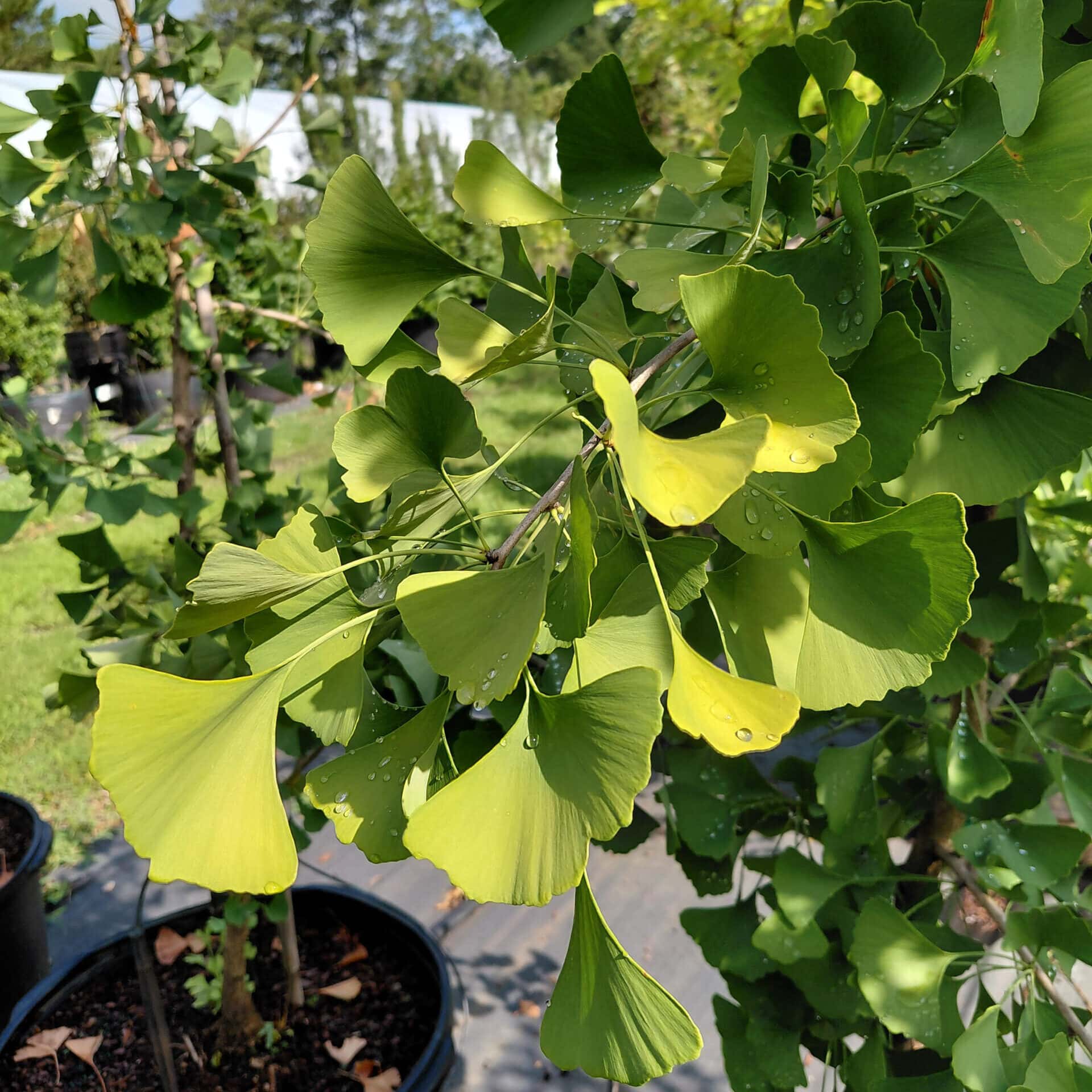 Ginkgo biloba ‘Autumn Gold’