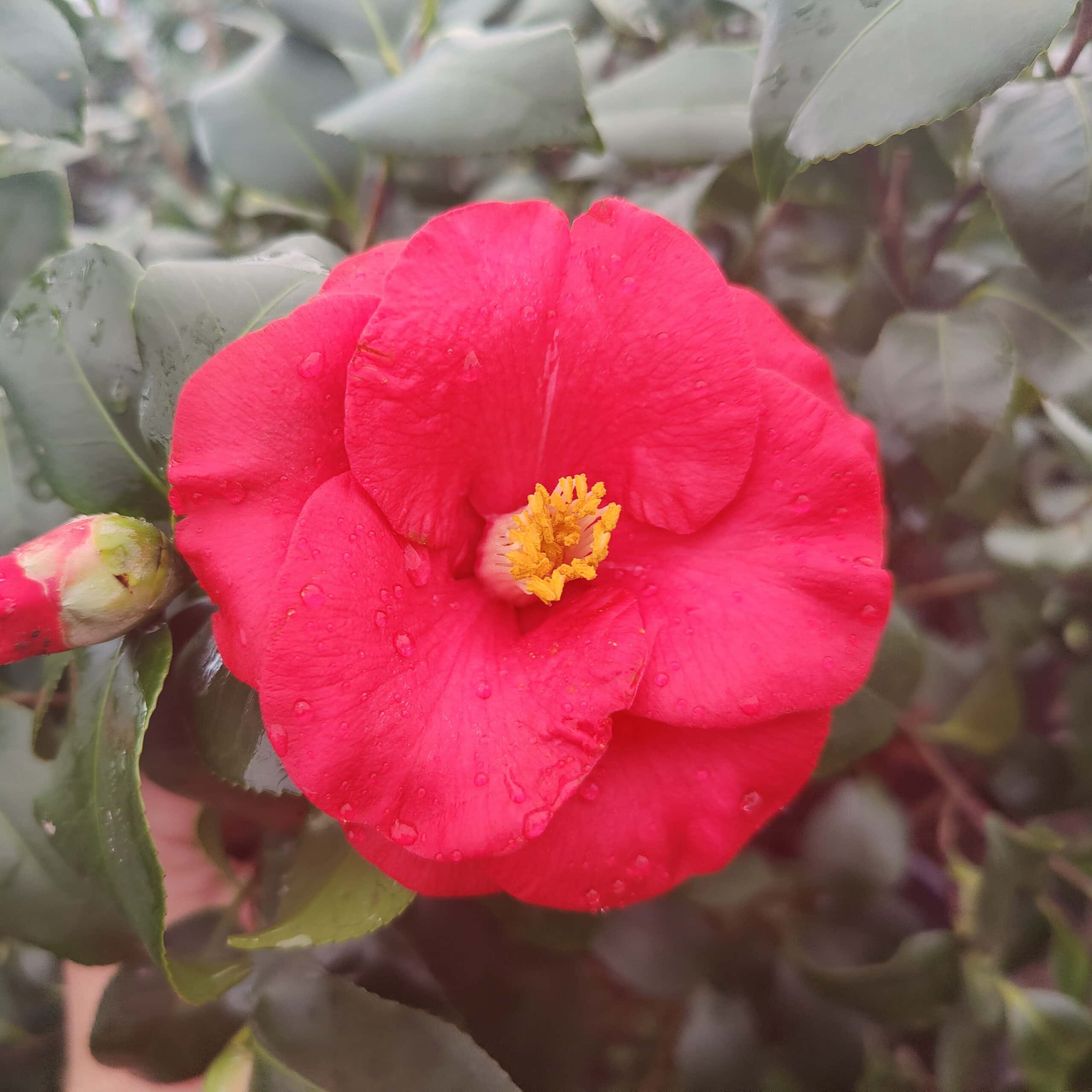 Camellia japonica ‘Greensboro Red’