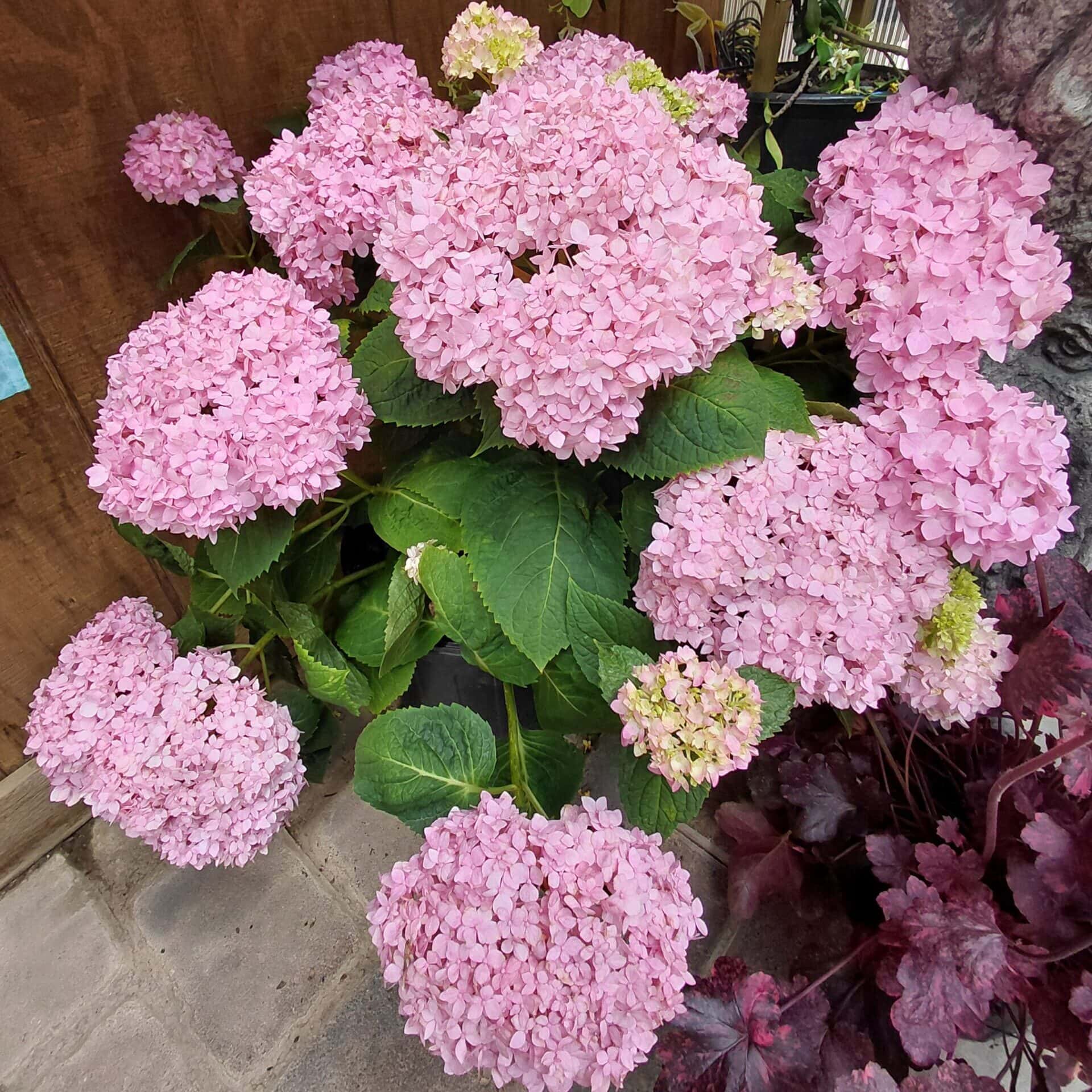 Hydrangea macrophylla ‘Penny Mac’