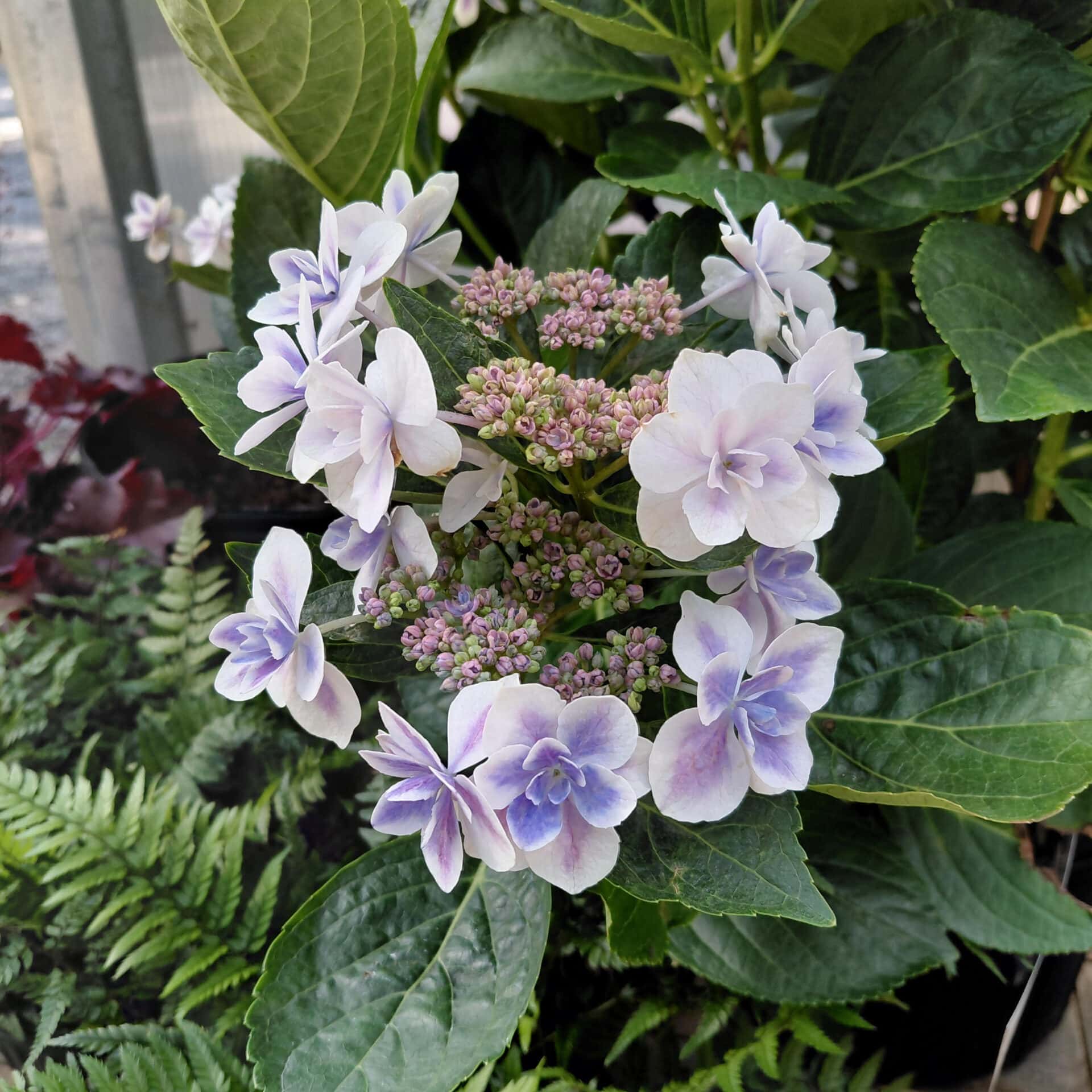 Hydrangea macrophylla ‘Kompeito’ Star Gazer