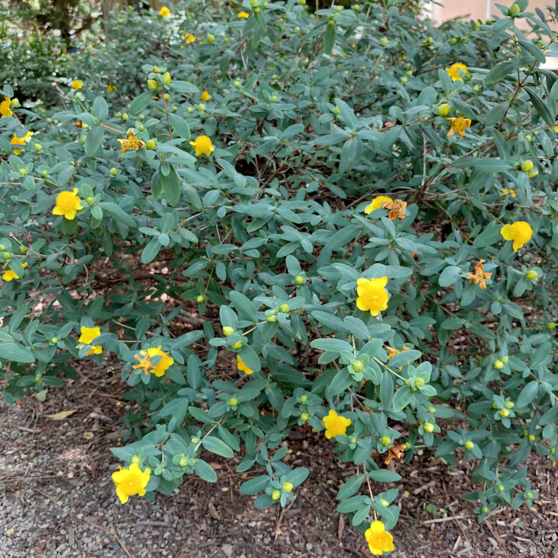 Hypericum frondosum ‘Sunburst’ (St. John’s Wort)