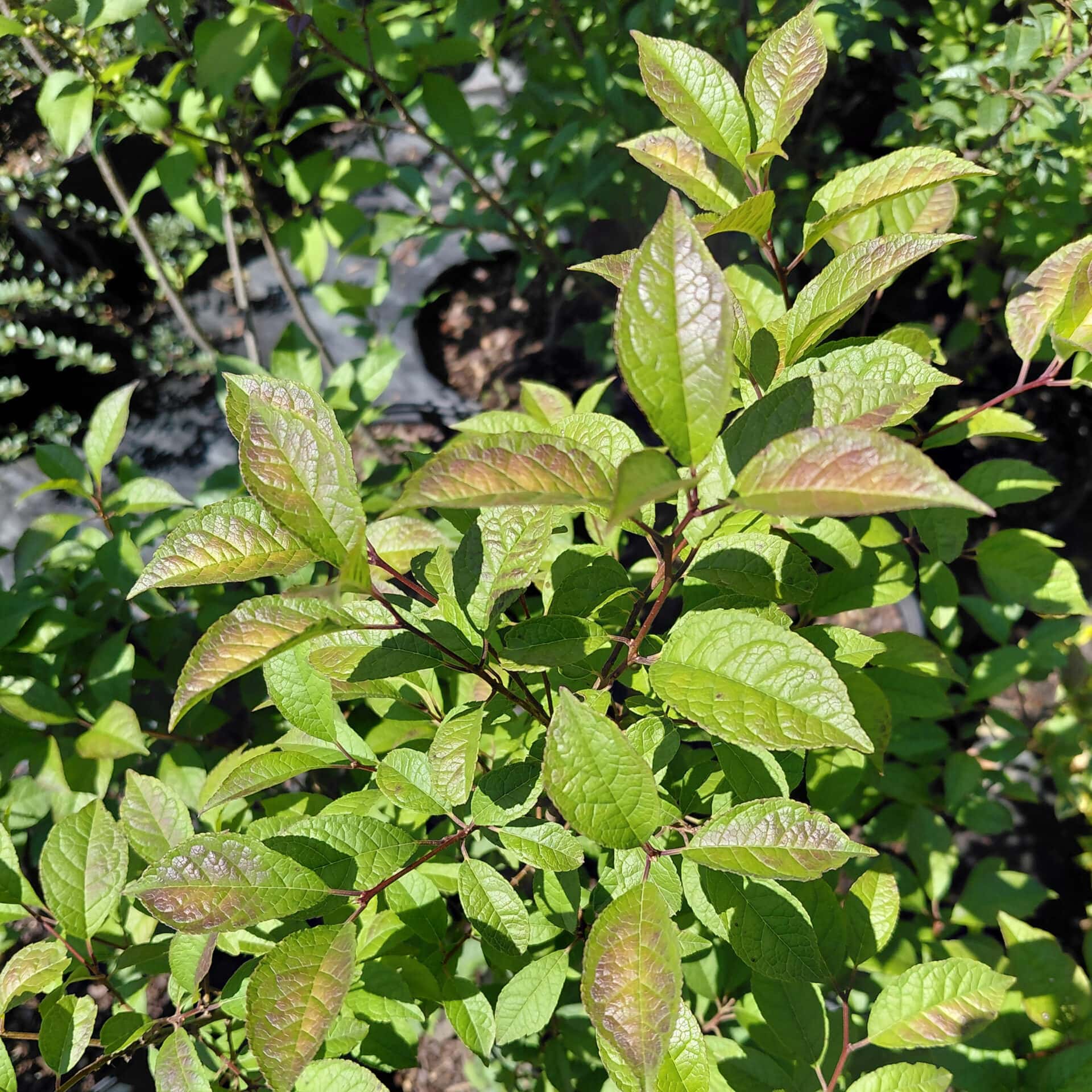 Ilex verticillata ‘Apollo’ (Winterberry Holly)