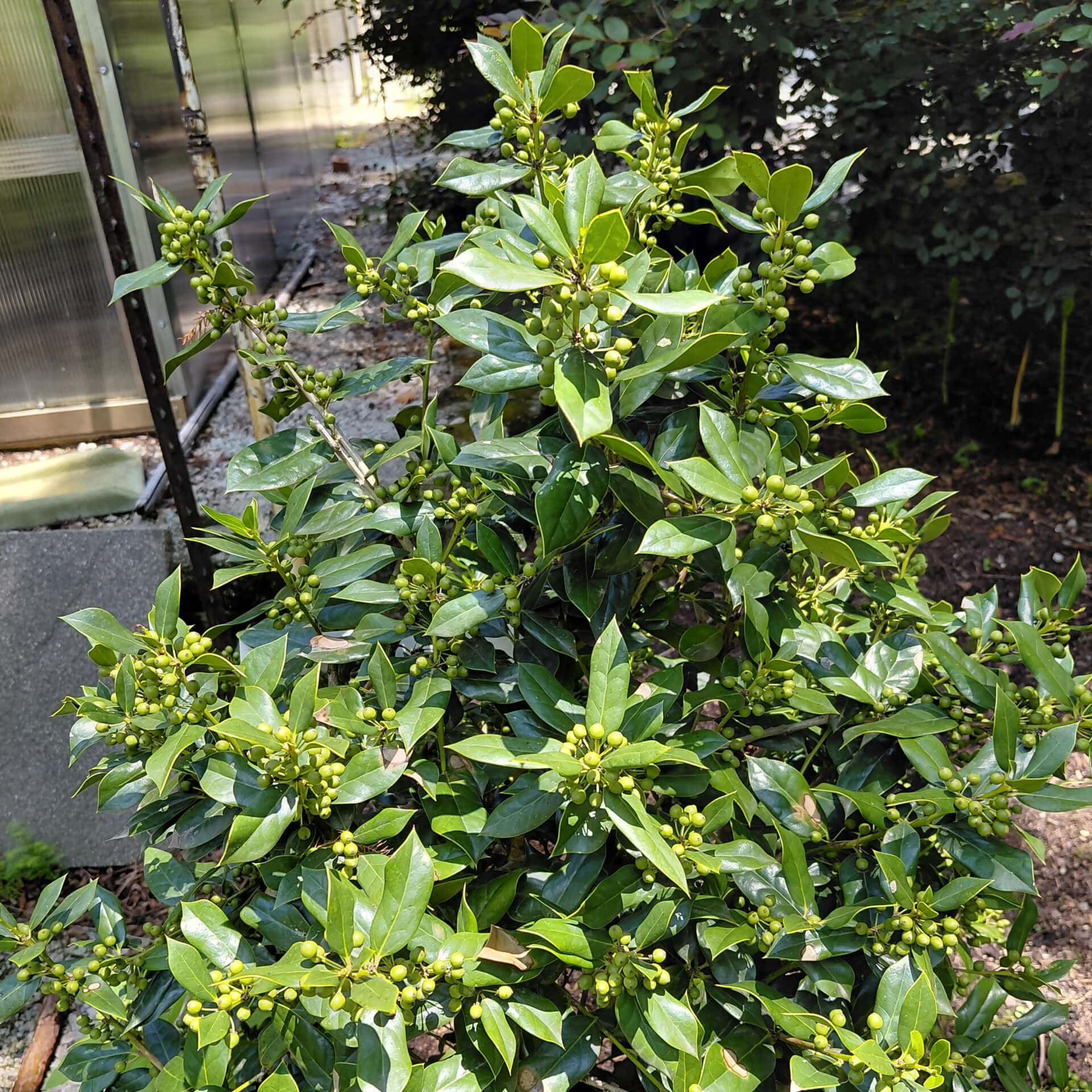 Ilex cornuta ‘Needlepoint’ (Chinese Holly)
