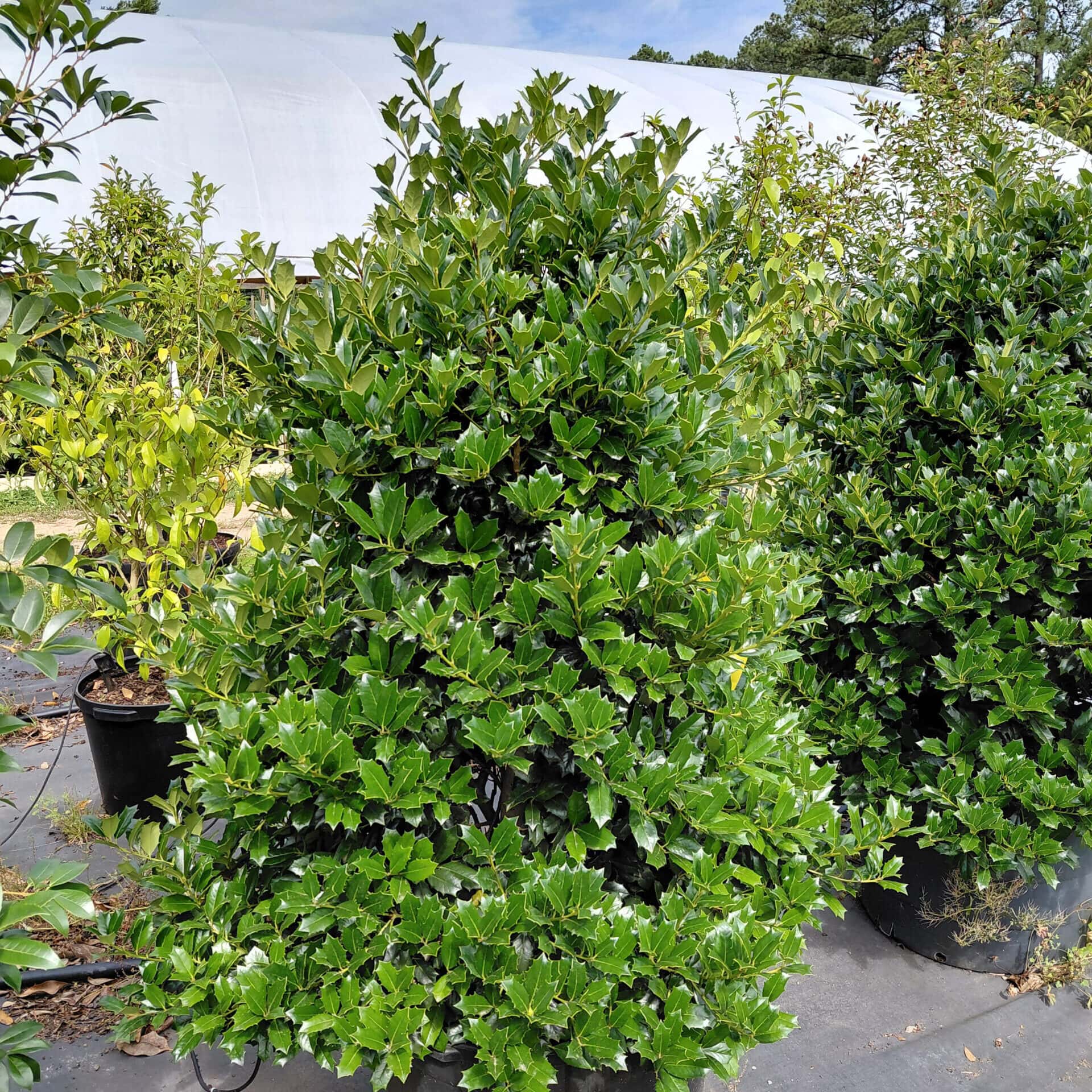 Ilex x ‘Conin’ (Robin™ Holly)