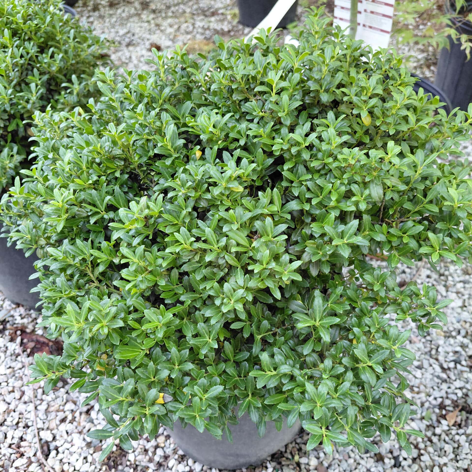 Ilex crenata ‘Soft Touch’ (Japanese Holly)