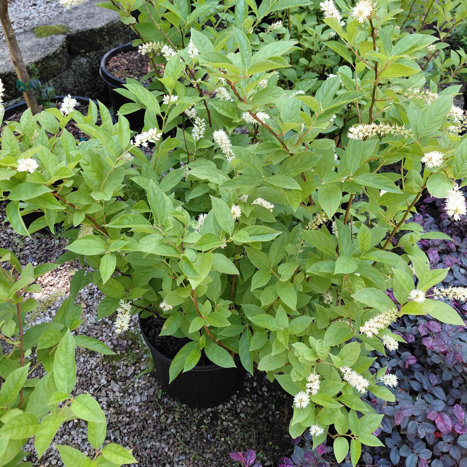Itea virginica ‘Henry’s Garnet’ (Virginia Sweetspire)