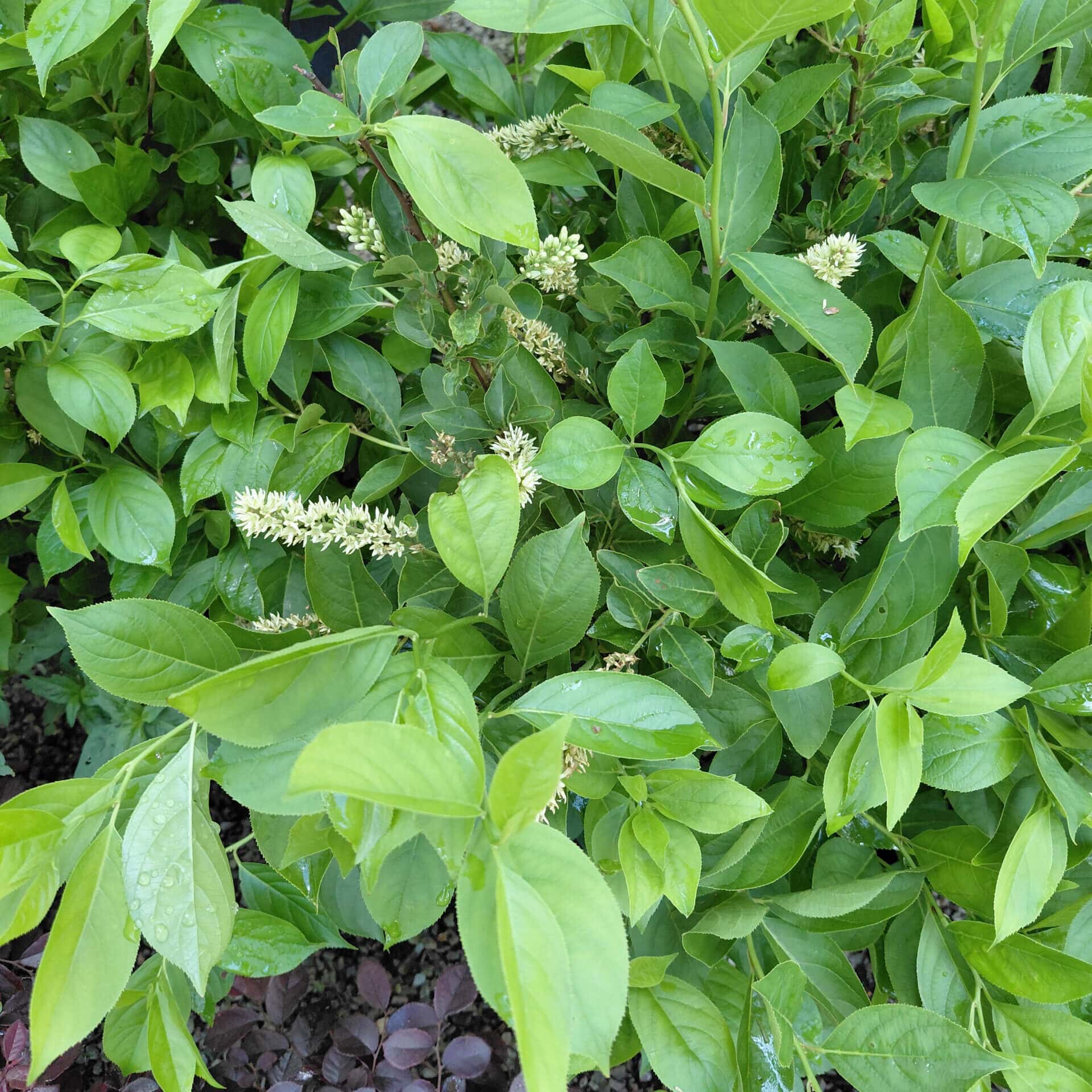 Itea virginica ‘Sprich’ (Little Henry Virginia Sweetspire)