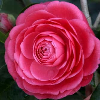Camellia japonica ‘Jack’s Pink’