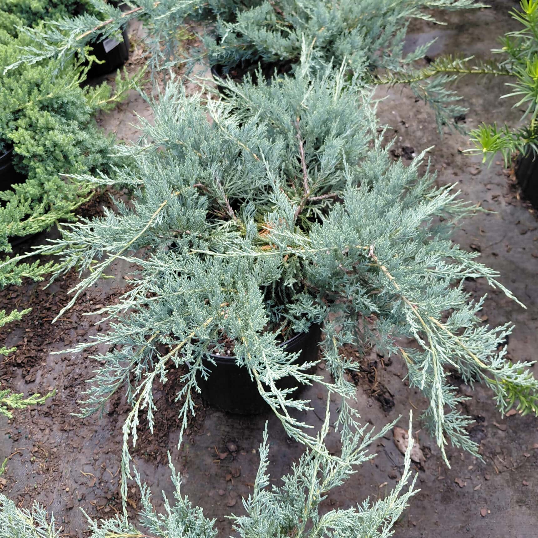 Juniperus virginiana ‘Grey Owl’
