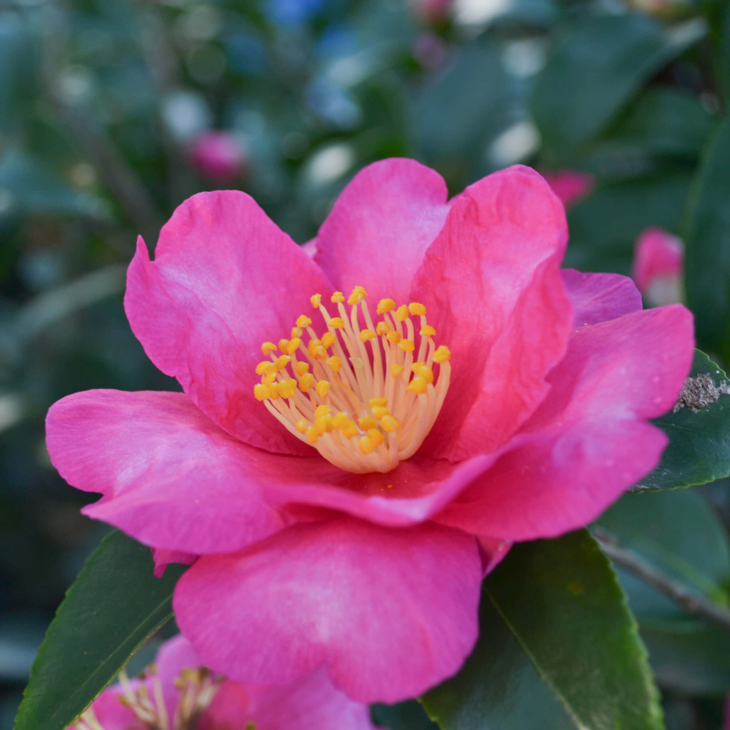 Camellia sasanqua ‘Kanjiro’
