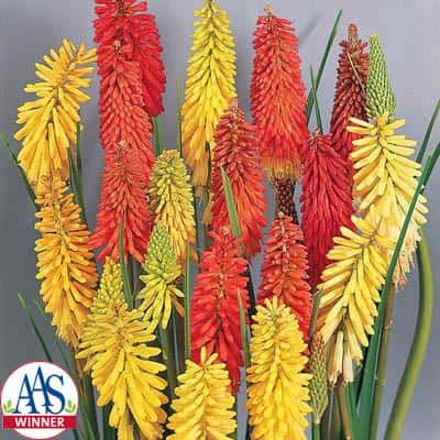 Kniphofia uvaria ‘Flamenco’ (Red Hot Poker)