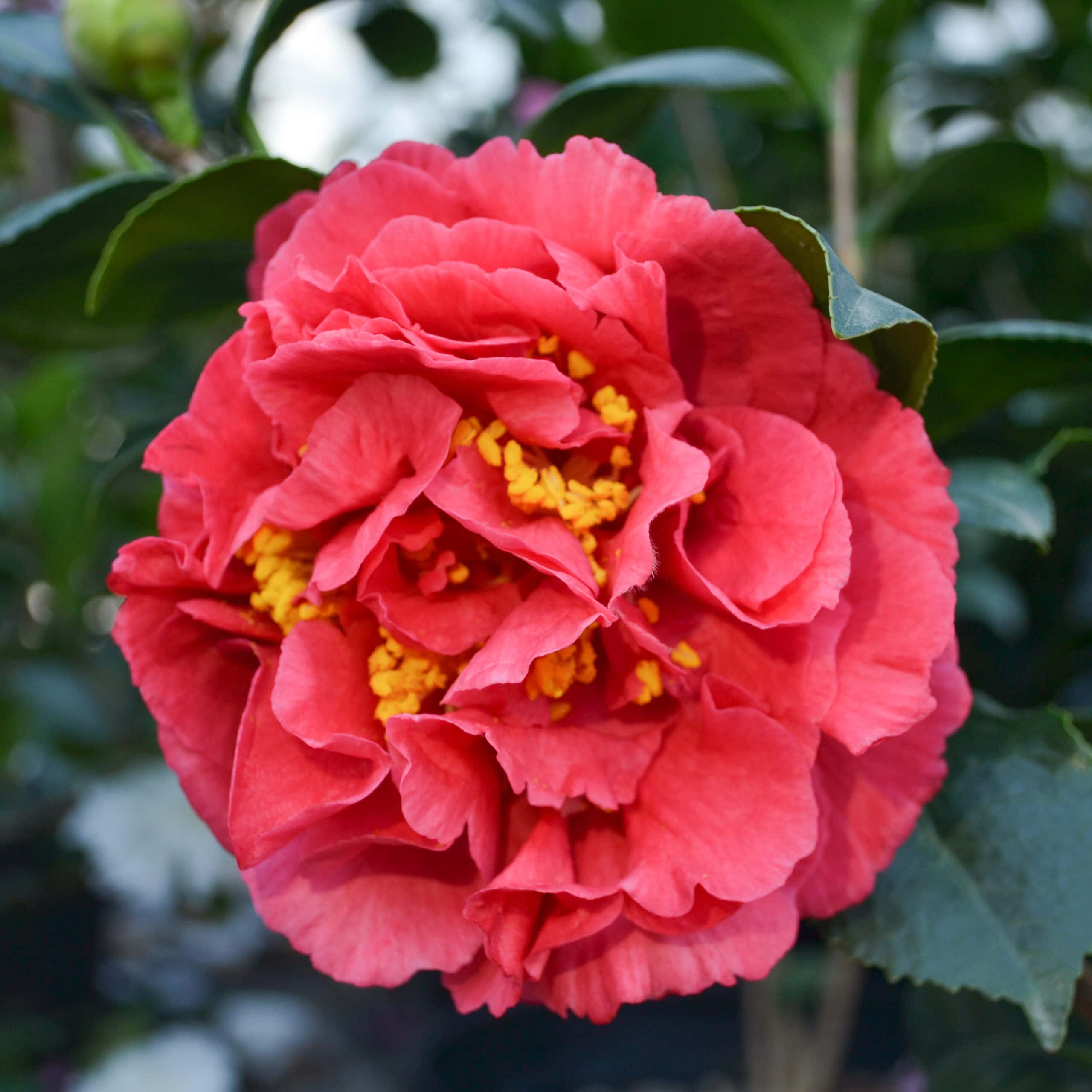 Camellia japonica ‘Kramer’s Supreme’