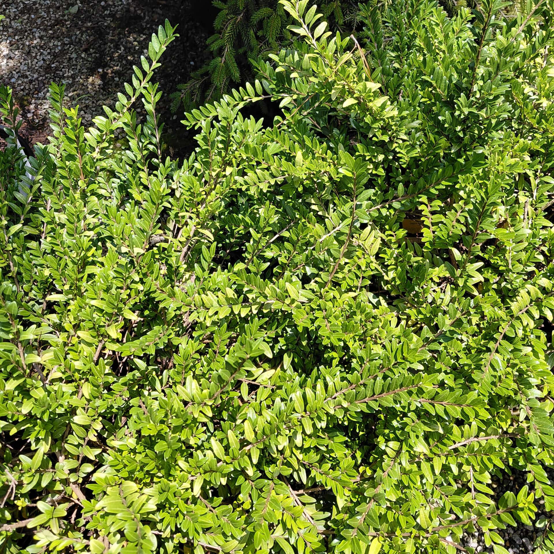 Lonicera pileata (Box-leaf Honeysuckle)