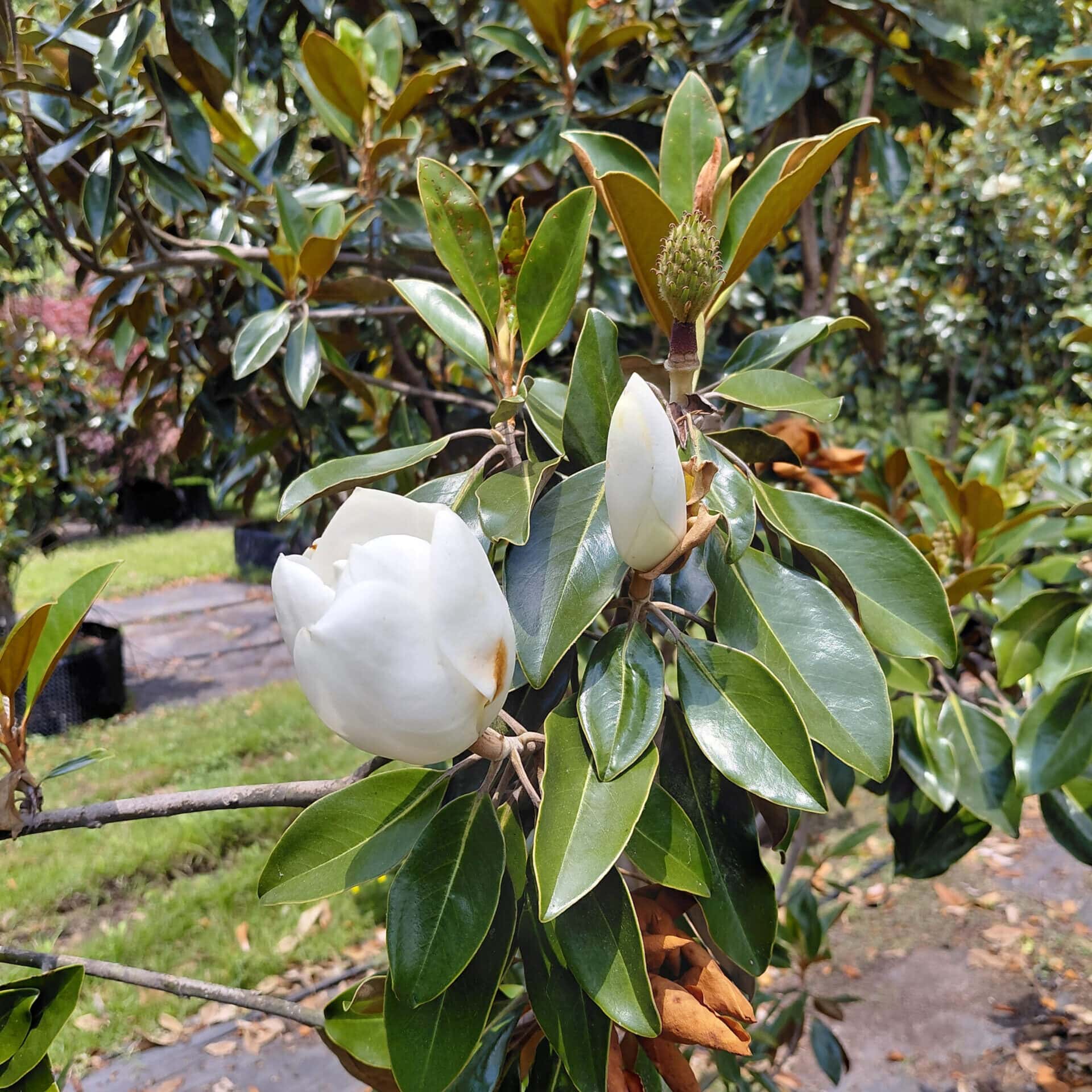 Magnolia grandiflora ‘Little Gem’